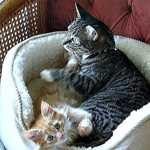 Meet your Posher, Keri